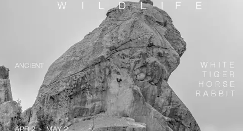 Photography-Exhibition-Ancients-Wildlife-White-Tiger-Moving-Shadow-Catcher