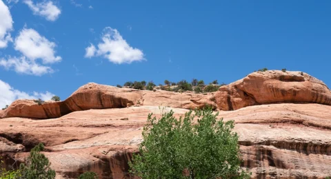 Wildlife-Photography-Rattlesnake-Pass-Native-Trail-4843