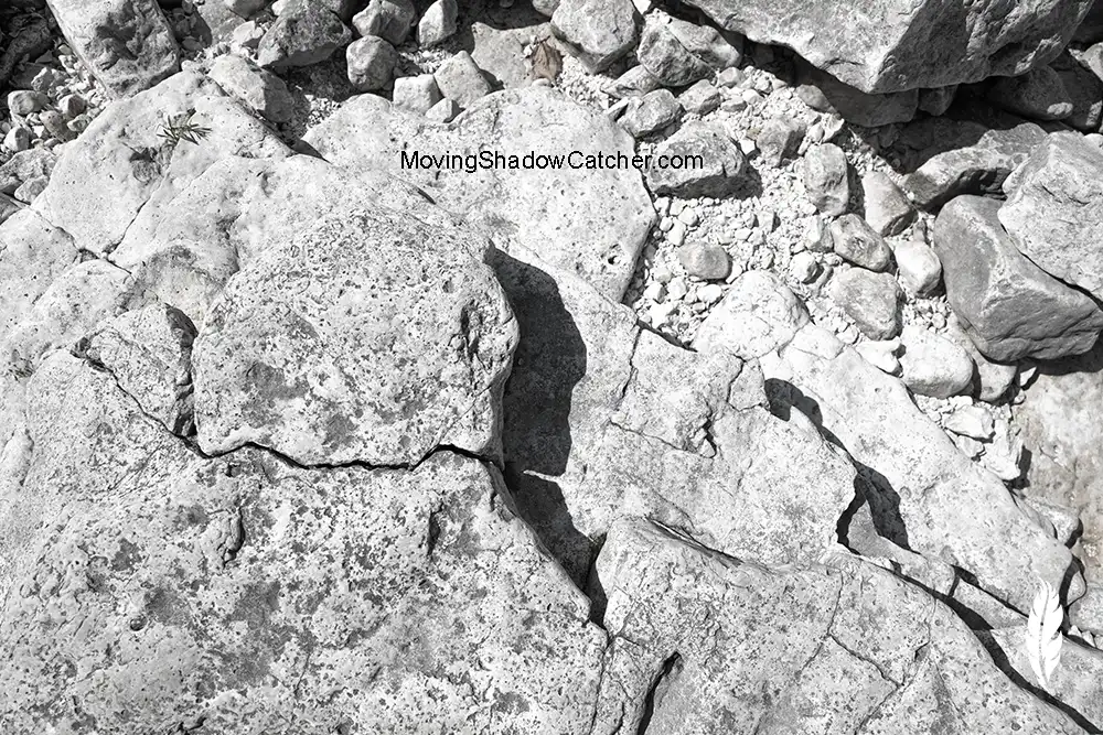 Fine Art Photography, Native, Coyote, Dog Soldier, Wall Art